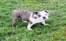 Boston Terrier dogs for sale: Blue Pedro - Image 6