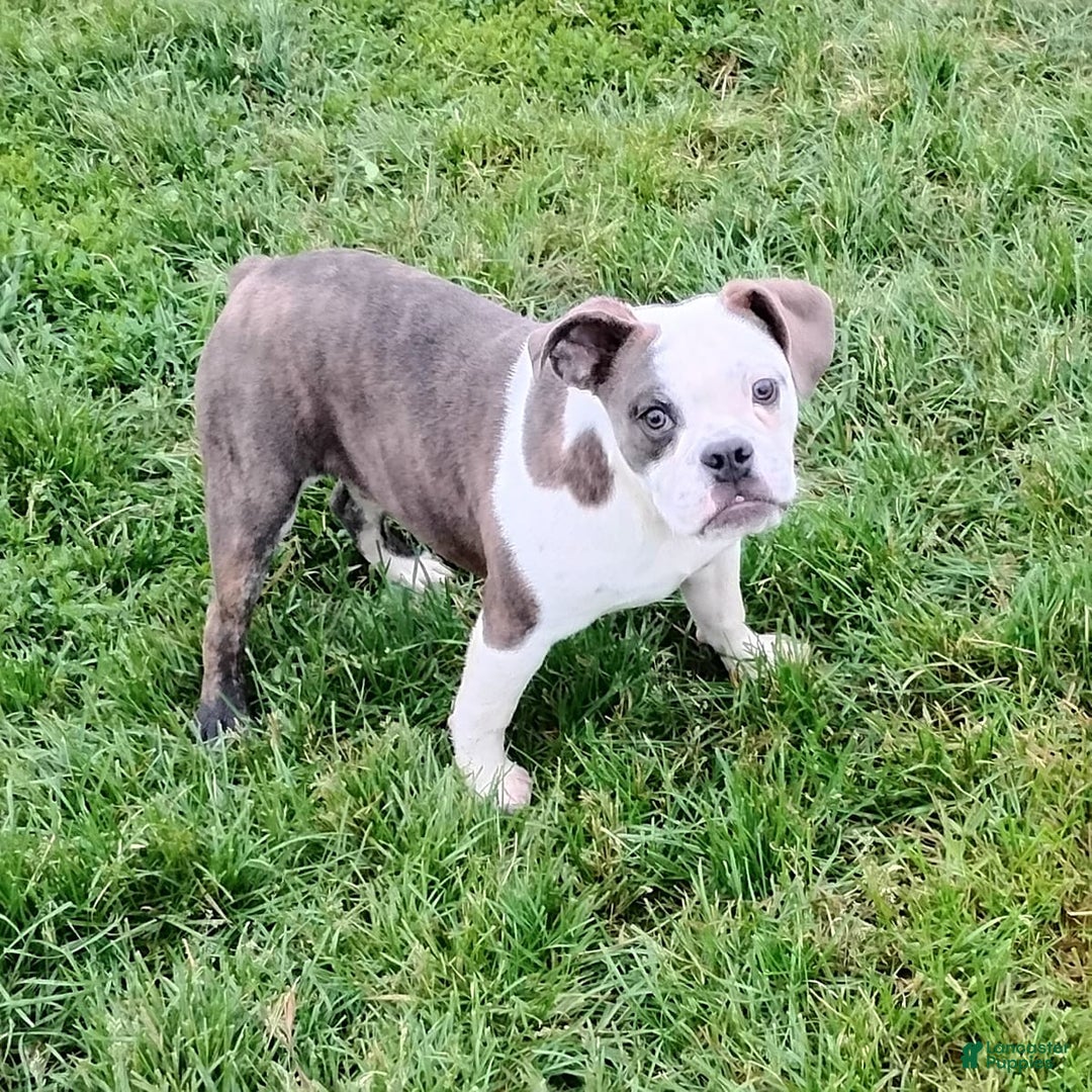 Boston Terrier dogs for sale: Blue Pedro - Image 6