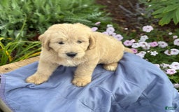 Goldendoodle dogs for sale: Jasmine - Image 12