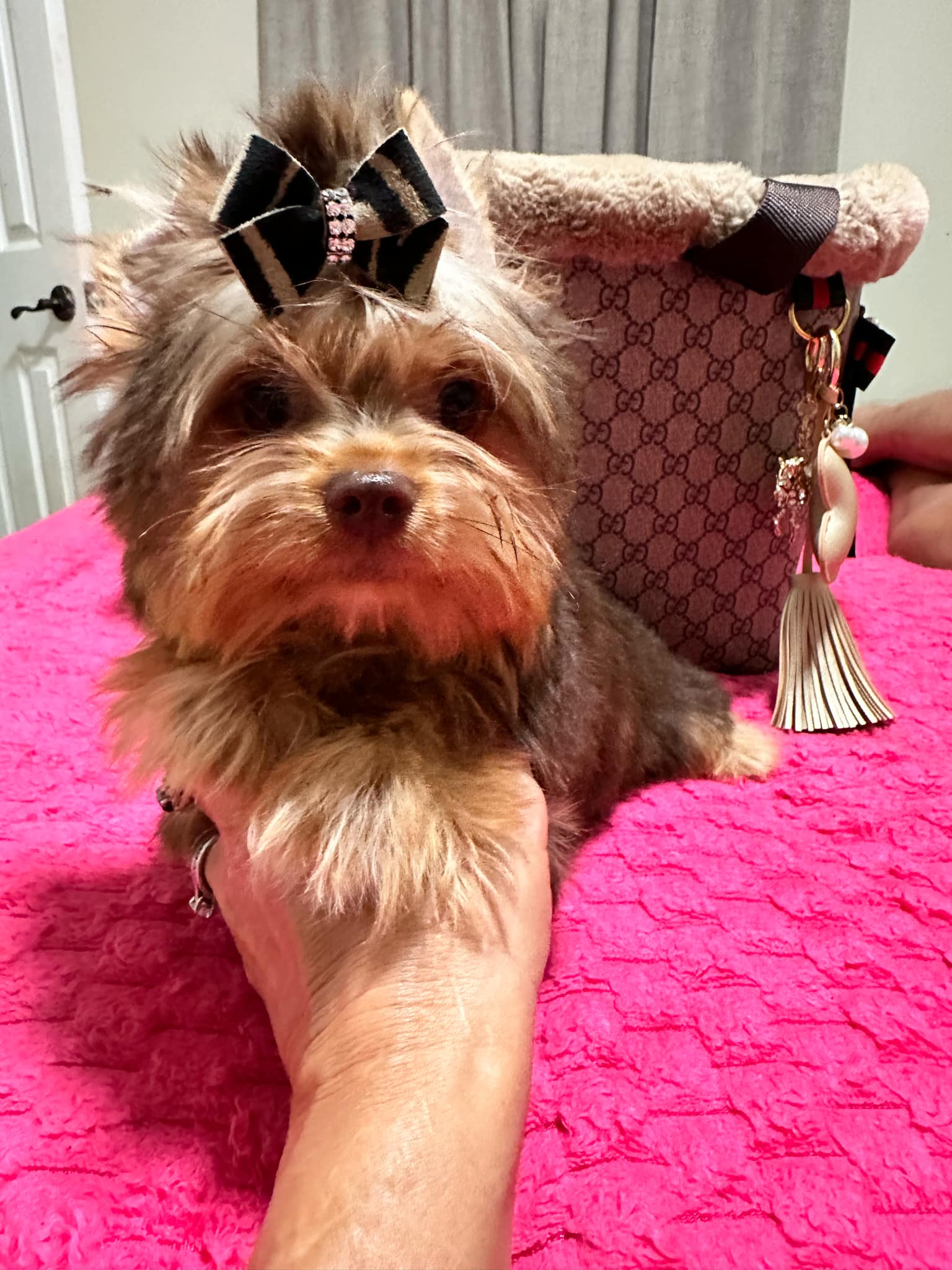 Yorkshire Terrier dogs for sale: Yorkshire Terrier 5 puppies - Image 23
