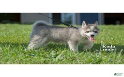Alaskan Klee Kai dogs for sale: Koda - Image 4