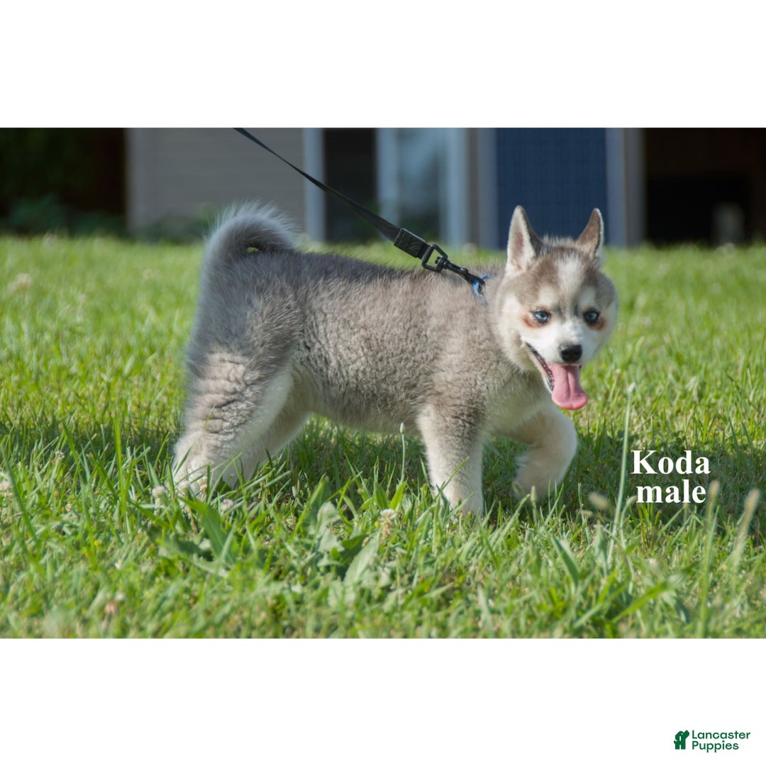 Alaskan Klee Kai dogs for sale: Koda - Image 4