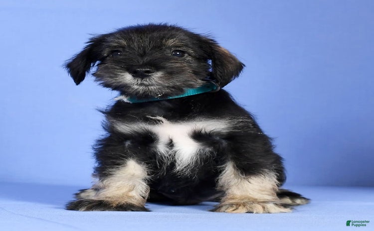 Miniature Schnauzer dogs for sale - Ad 2