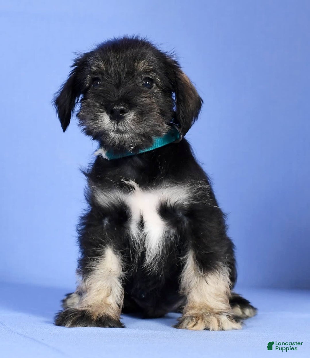 Miniature Schnauzer dogs for sale: Austin - Image 1