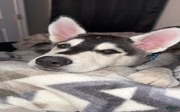 Gerberian Shepsky dogs for sale: Stormy - Image 2