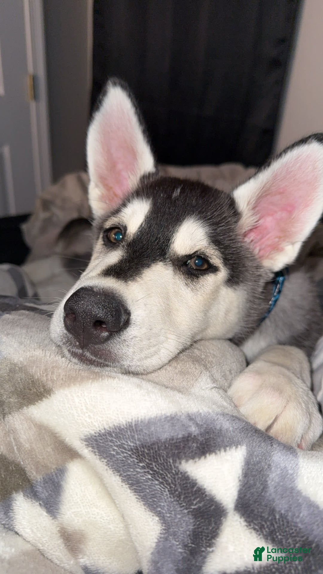 Gerberian Shepsky dogs for sale: Stormy - Image 2