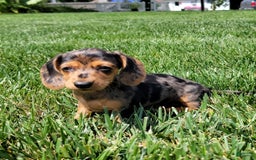 Dachshund dogs for sale: Jennifer - Image 3
