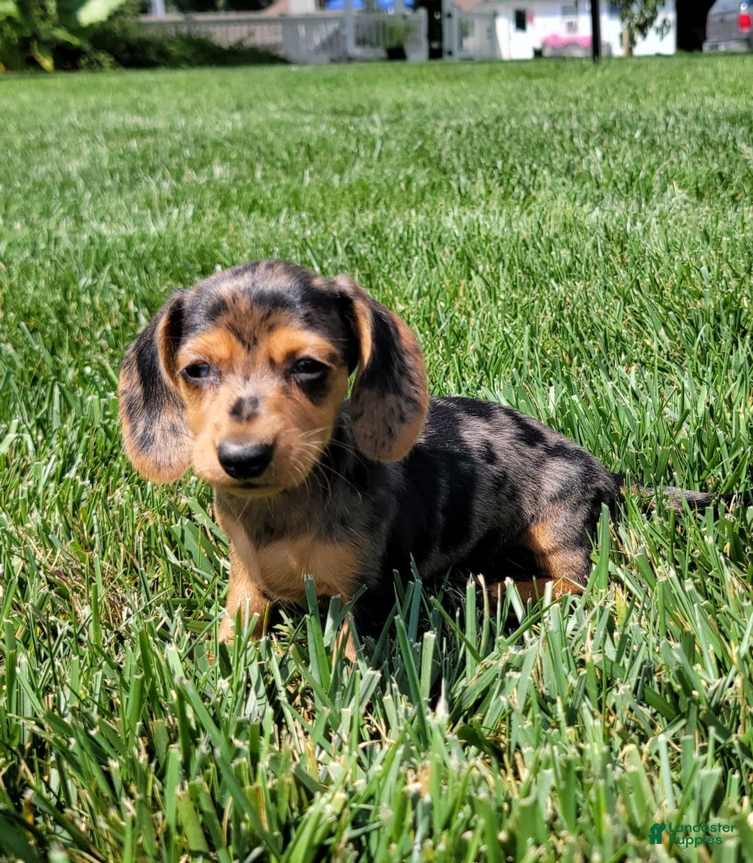 Dachshund dogs for sale: Jennifer - Image 3