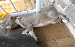 American Bully dogs for sale: "   Al Pacino" - Image 2