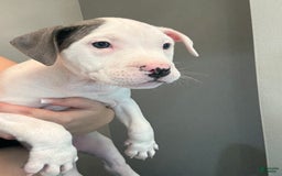 American Pit Bull Terrier dogs for sale: Nelsa - Image 3