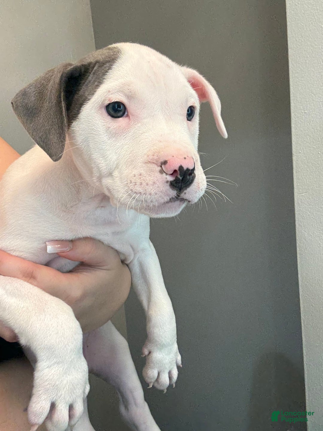 American Pit Bull Terrier dogs for sale: Nelsa - Image 3