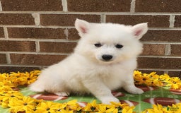 American Eskimo dogs for sale: Gringo - Image 3