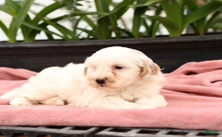 Mini Goldendoodle dogs for sale - Ad 4