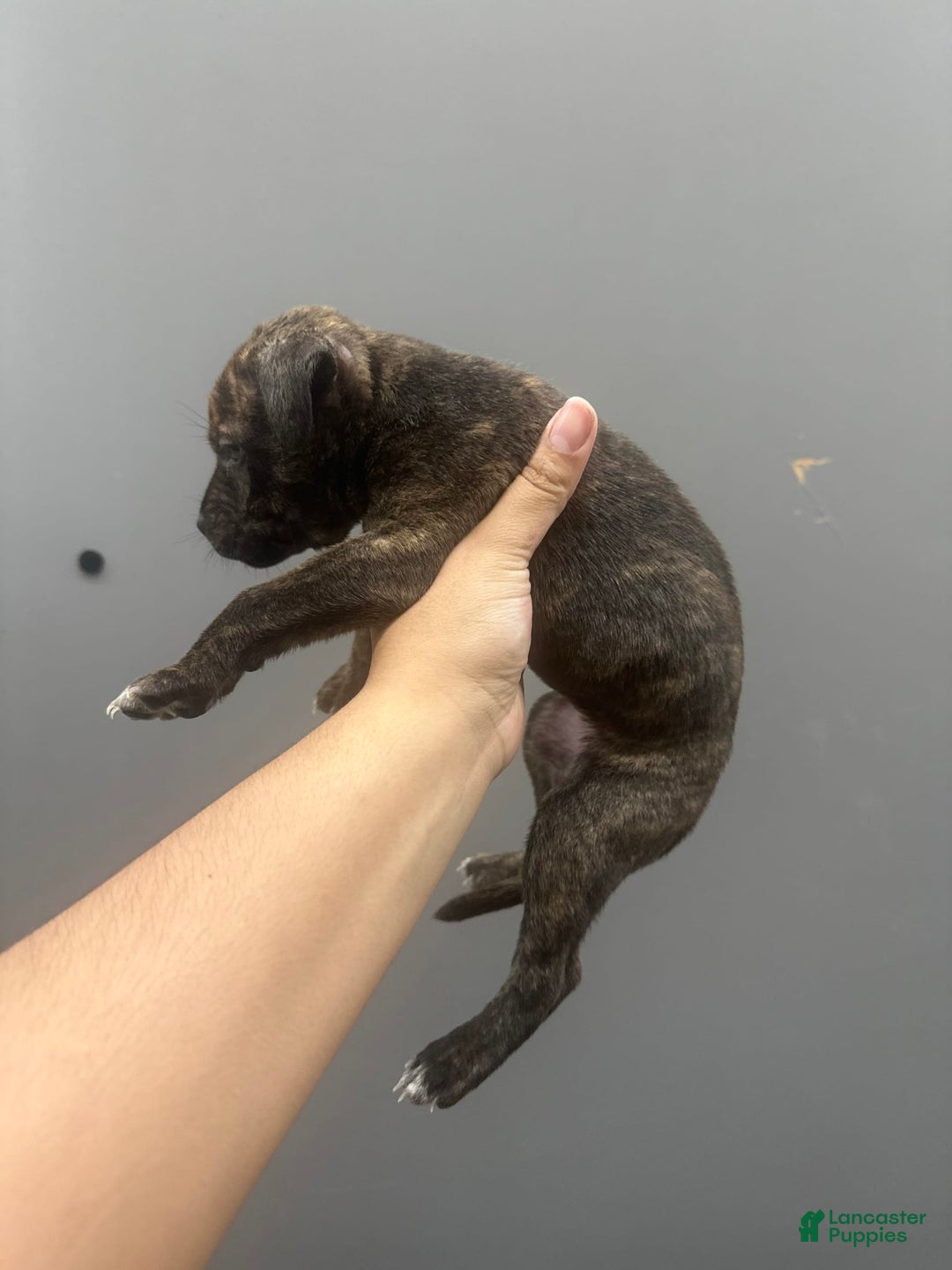 American Pit Bull Terrier dogs for sale: Simea - Image 1