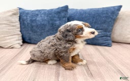 Mini Bernedoodle dogs for sale: Skye - Image 7