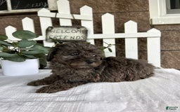 Miniature Poodle dogs for sale: Gianna - Image 2