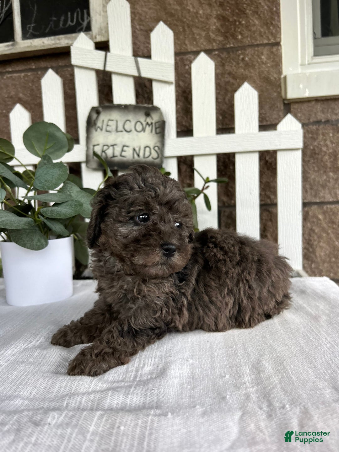 Miniature Poodle dogs for sale: Gianna - Image 2