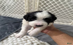 Saint Berdoodles dogs for sale: Missy - Image 10