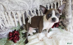 Boston Terrier dogs for sale: Trudy - Image 6