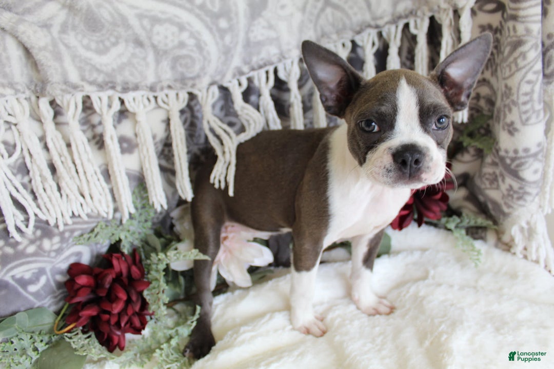 Boston Terrier dogs for sale: Trudy - Image 6