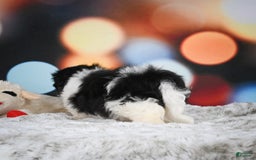 Havanese dogs for sale: Lexi - Image 2