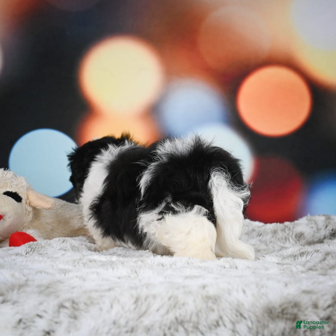 Havanese dogs for sale: Lexi - Image 2