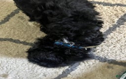 Maltipoo dogs for sale: King - Image 3