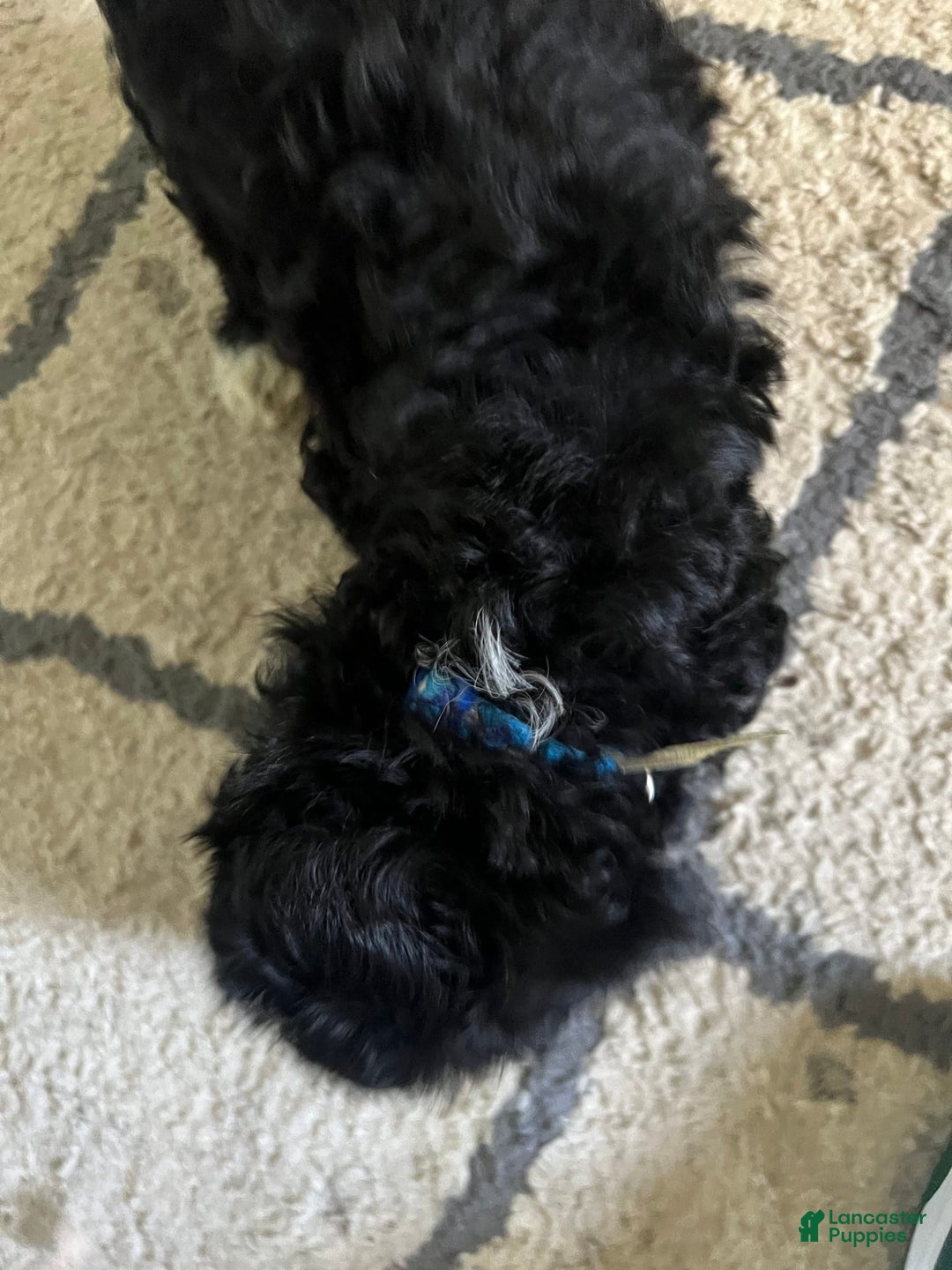 Maltipoo dogs for sale: King - Image 3
