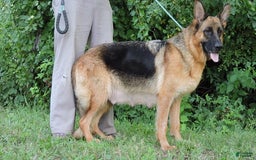 German Shepherd dogs for sale: Tala - Image 6