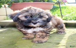 Shihpoo dogs for sale: Lily - Image 6