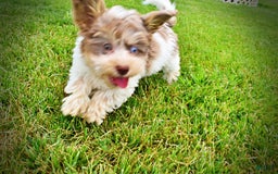 Havapoo dogs for sale: Daisy - Image 10