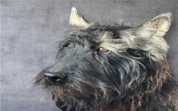 Scottish Terrier dogs for sale: Remi - Image 7
