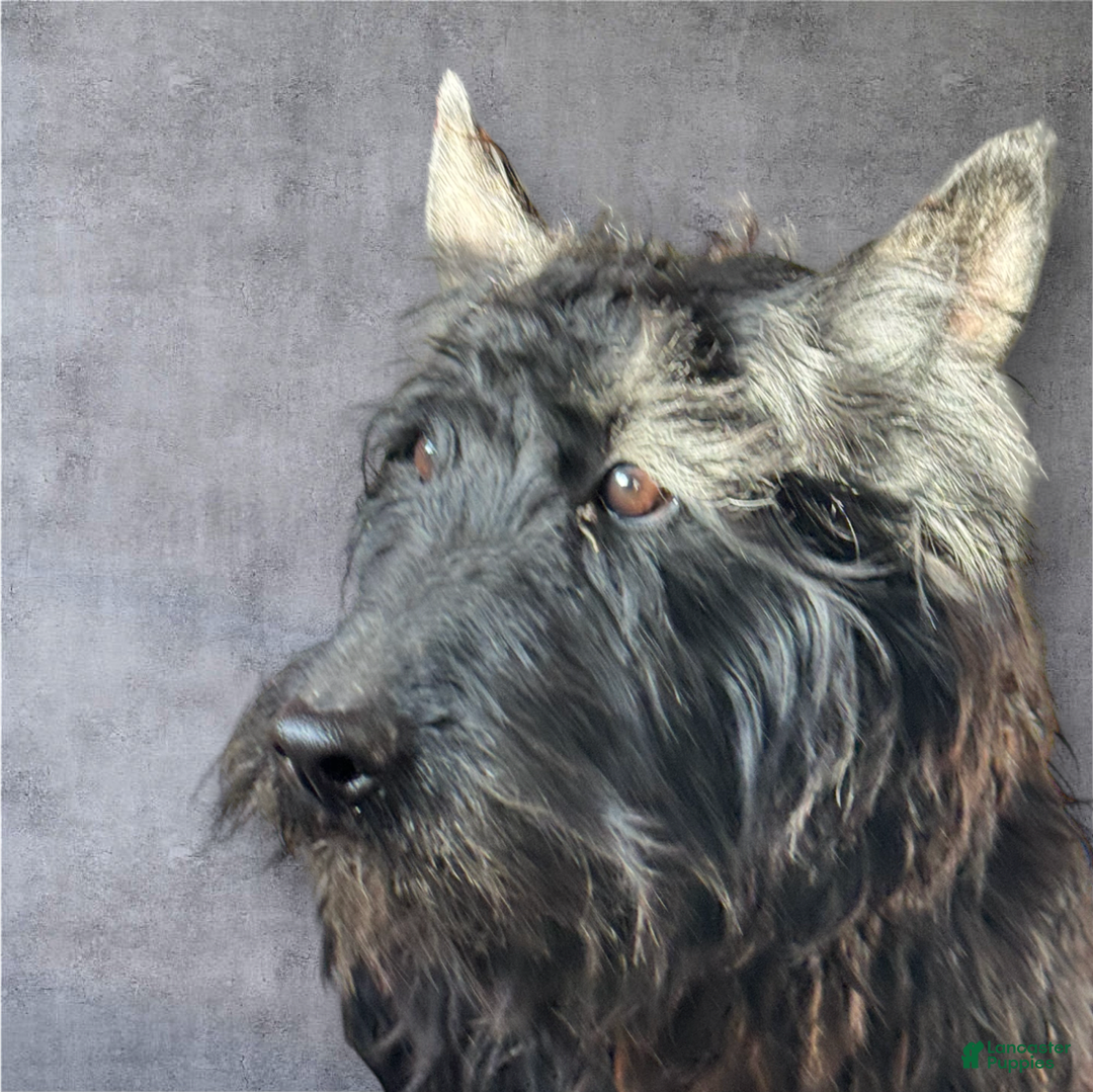Scottish Terrier dogs for sale: Remi - Image 7