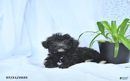 Mini Goldendoodle dogs for sale: Karter - Image 8