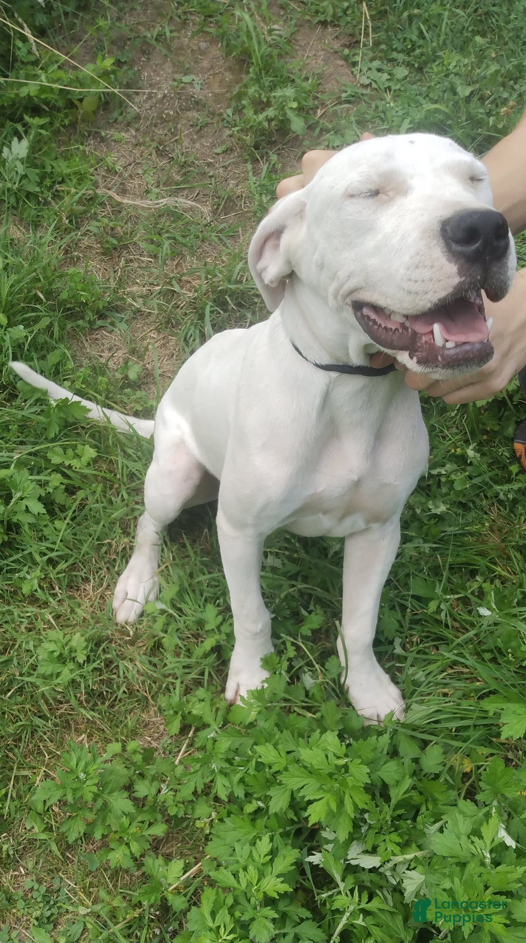 Dogo Argentino dogs for sale: Gold - Image 6