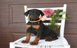 Doberman Pinscher dogs for sale: Annie - Image 3