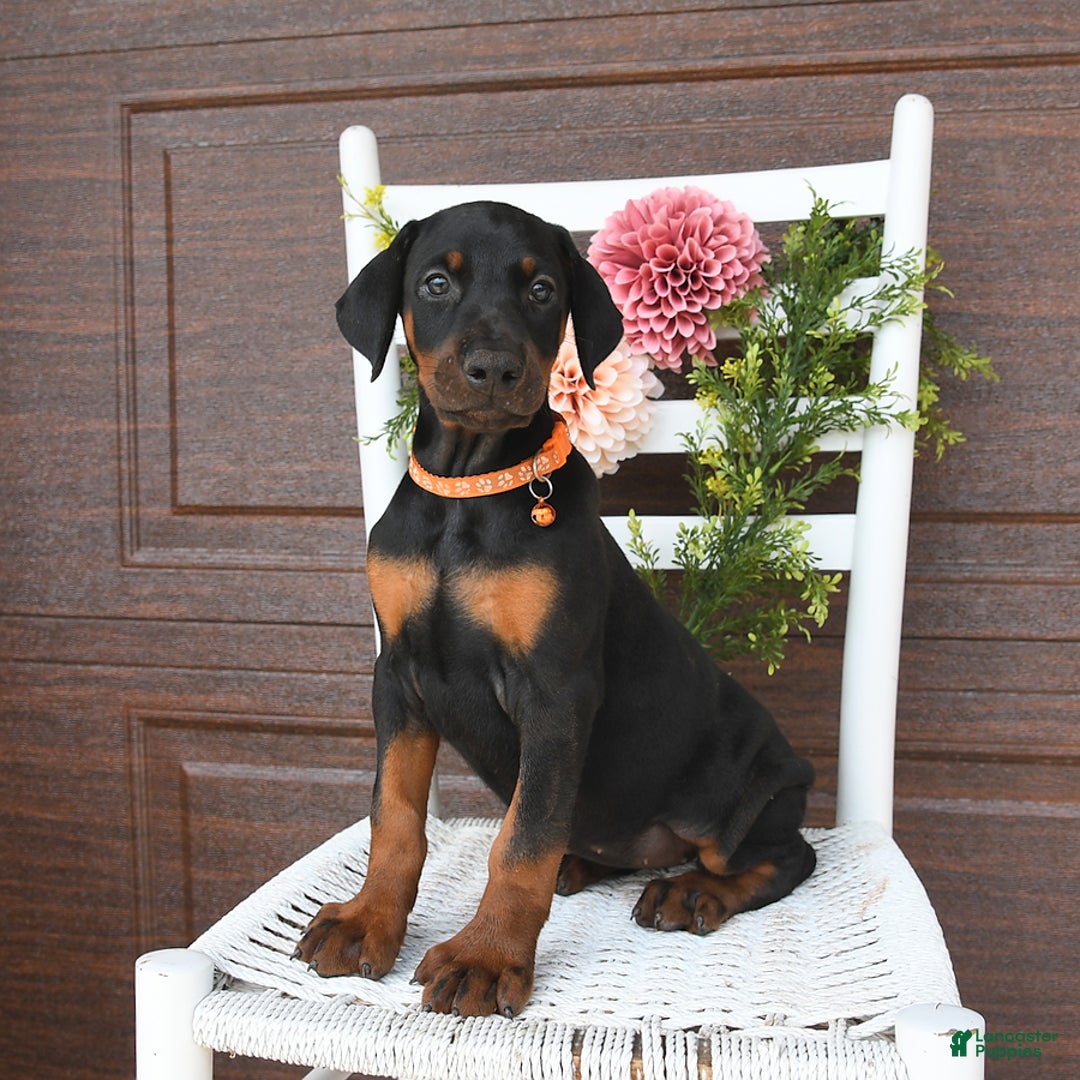 Doberman Pinscher dogs for sale: Annie - Image 3