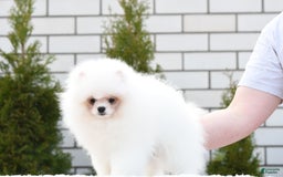 Pomeranian dogs for sale: Mishka - Image 4