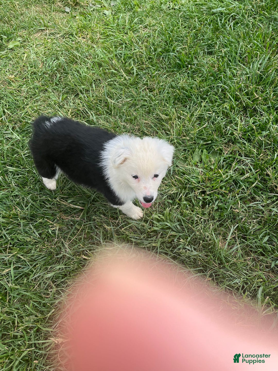 Australian Shepherd dogs for sale: Sugar - Image 1