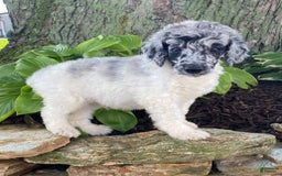 Standard Poodle dogs for sale: Ross - Image 3
