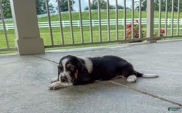 Basset Hound dogs for sale: Jasper - Image 1