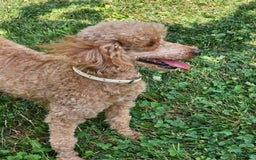Miniature Poodle dogs for sale: Glory - Image 2