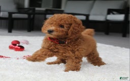 Miniature Poodle dogs for sale: Miniature Poodle 3 puppies - Image 7