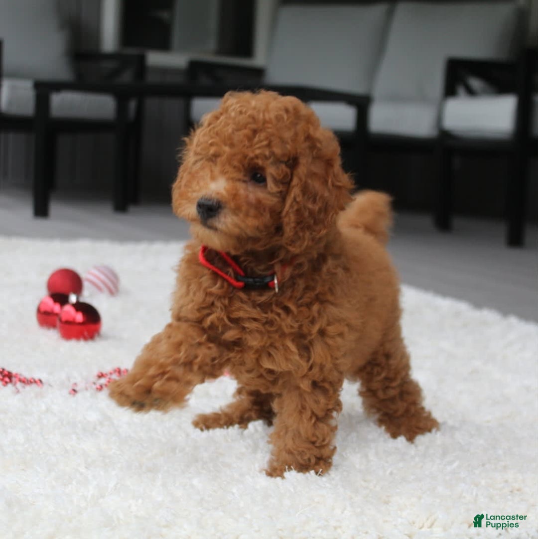 Miniature Poodle dogs for sale: Miniature Poodle 3 puppies - Image 7