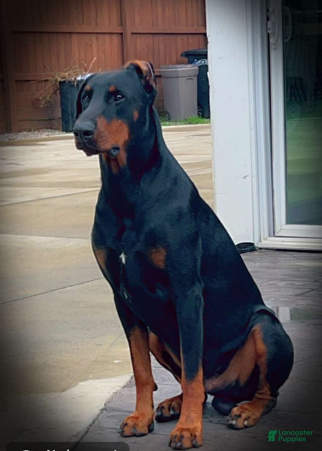 Doberman Pinscher dogs for sale: Thunder - Image 3
