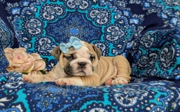 Olde English Bulldogge dogs for sale: Gillian - Image 9