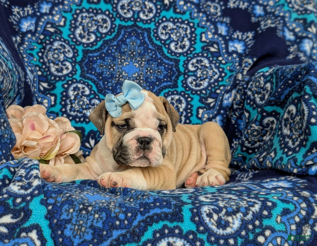 Olde English Bulldogge dogs for sale: Gillian - Image 9