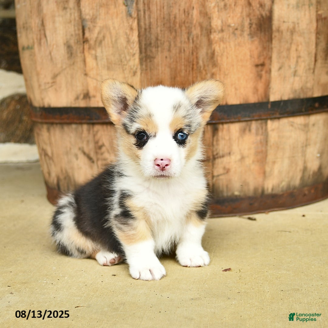 Welsh Corgi Pembroke dogs for sale: Dill - Image 4