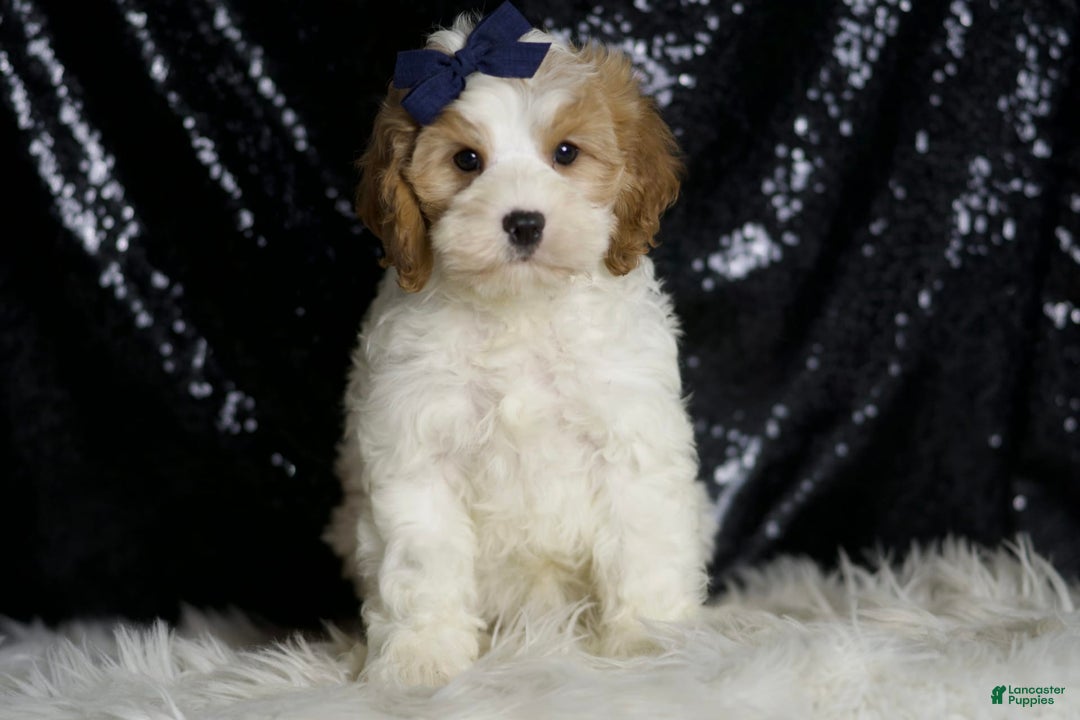 Cavapoo dogs for sale: Boink - Image 6
