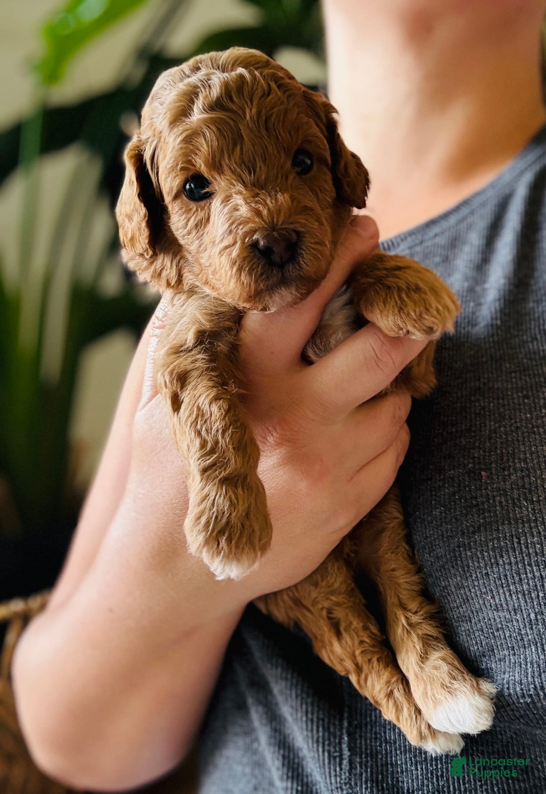 Toy Poodle dogs for sale: Pure Breed Toy Poodle Boy - Image 1